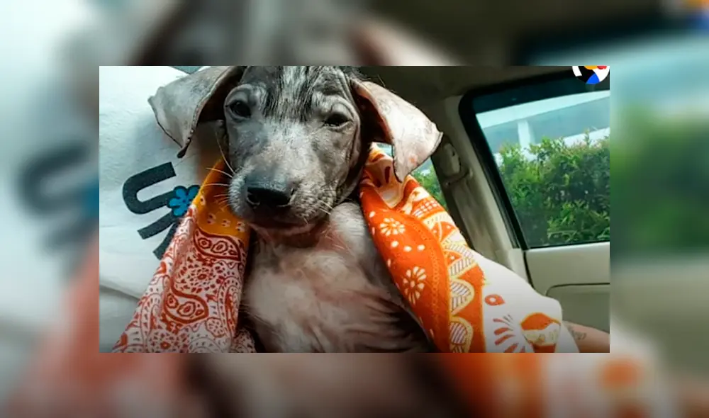 Desliza hacia la izquierda para ver cómo luce el perro que se volvió viral en Facebook. Desliza hacia la izquierda para ver cómo luce el perro que se volvió viral en Facebook.