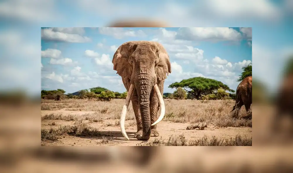 Tim, uno de los últimos elefantes de colmillos largos fue hallado muerto en reserva natural [VIDEO] 