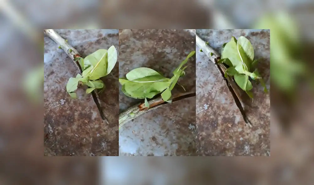 Desliza para ver los detalles del video viral publicado en YouTube. Foto: Captura.