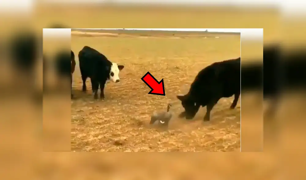 YouTube viral: pájaro se enfrenta a enorme toro por el territorio y el desenlace es increíble [VIDEO] 