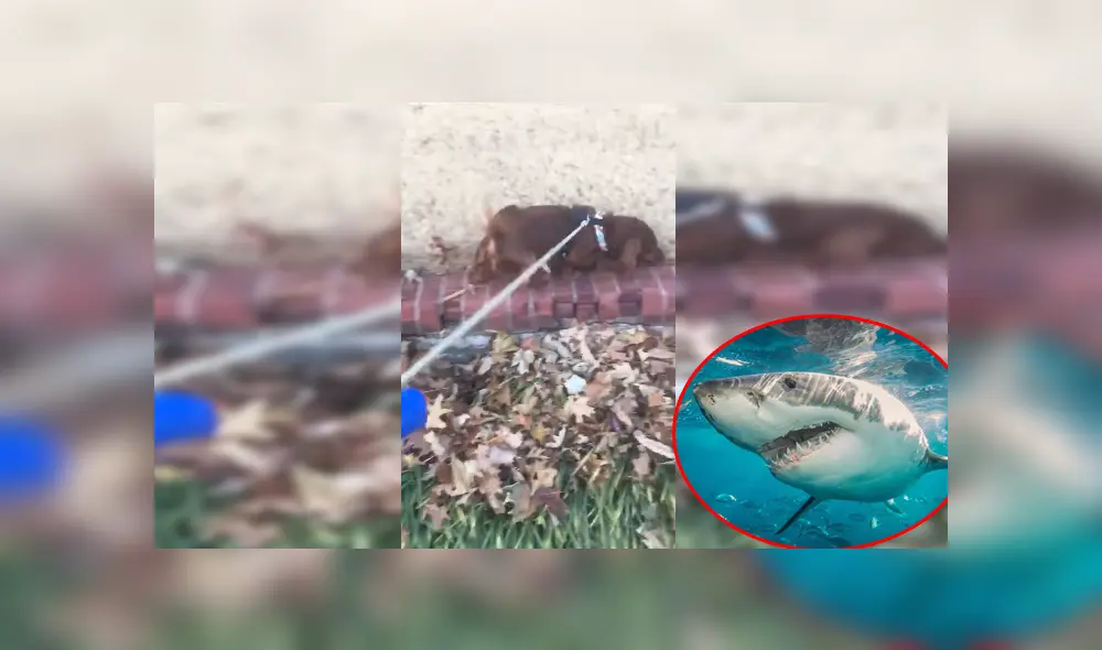 Facebook viral: perro travieso imita a tiburón para darle un gran susto a su dueña [VIDEO] 