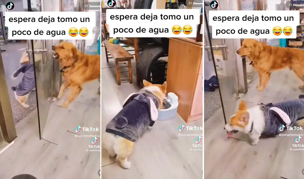 El clip ya ha logrado más de 9 millones de reproducciones en redes sociales. Foto: composición LR/captura de TikTok/@Omarlomusic