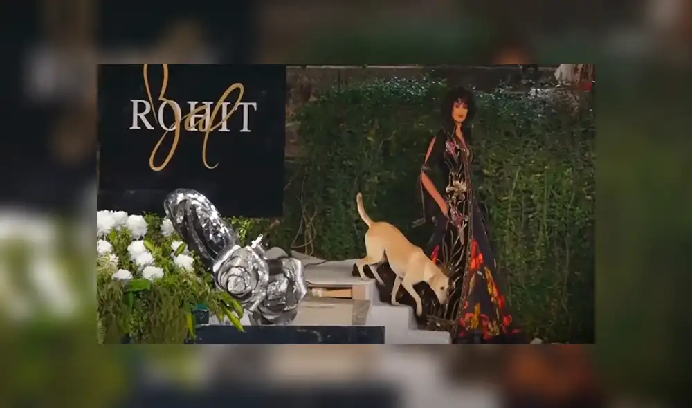Facebook viral: perro callejero se roba el show tras interrumpir en una pasarela de moda [VIDEO] 