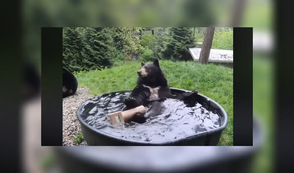 A través de Facebook se ha vuelto viral un tierno momento protagonizado por un enorme oso.