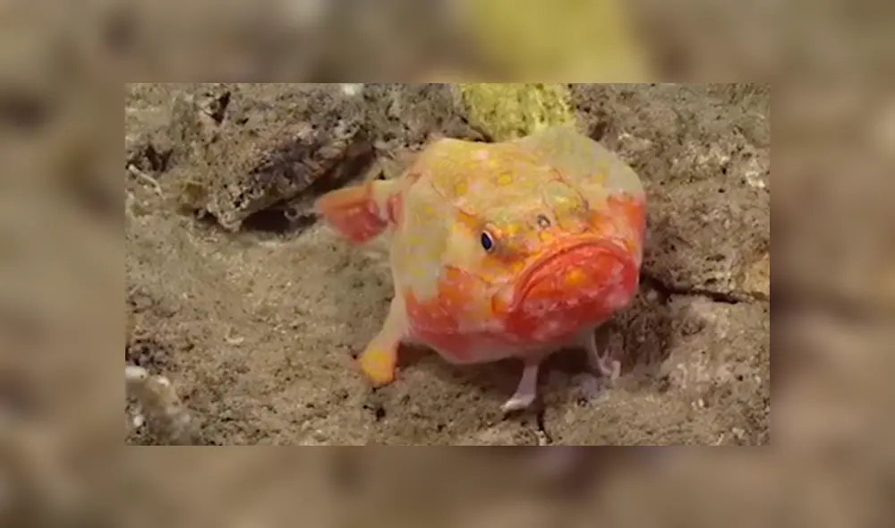 YouTube viral: buzo ingresa al fondo del océano y encuentran a extraño pez con cuatro ‘patas’