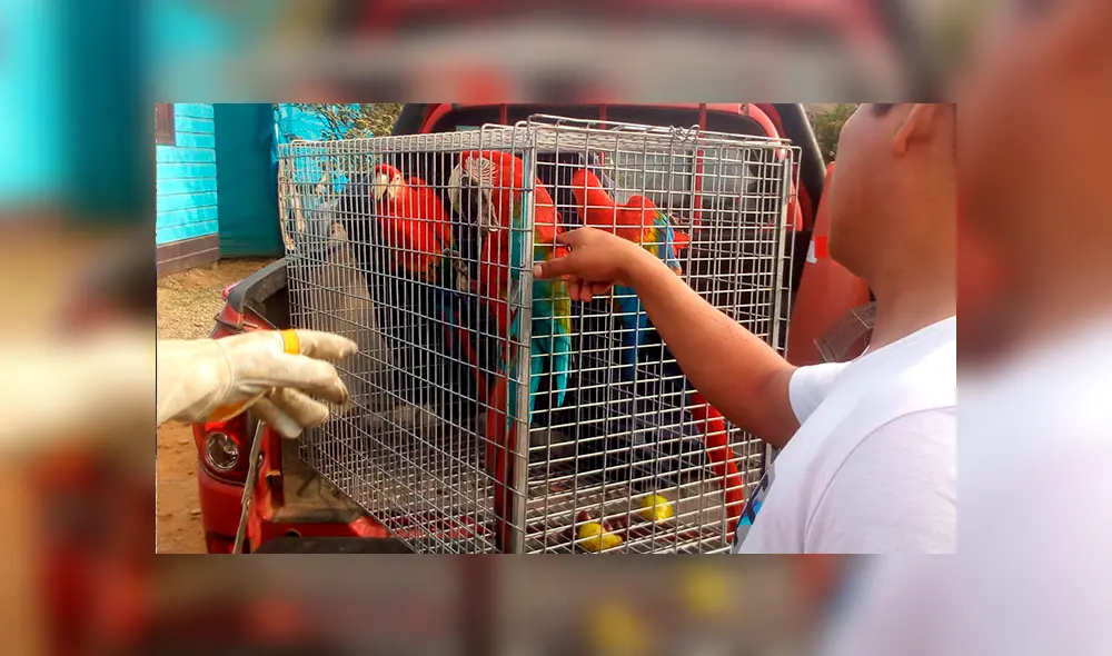 Ministerio Públicos animales exóticos Ministerio Públicos animales exóticos