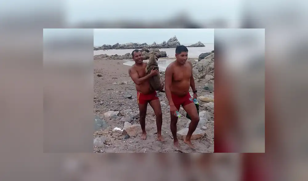 Vía Youtube: policía salvó a perrita tras ser arrastrada por huaico [VIDEO]