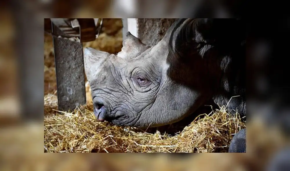 Fausta se encontraba en cautiverio tras ser atacada por animales salvajes en 2016. Foto: AFP. Fausta se encontraba en cautiverio tras ser atacada por animales salvajes en 2016. Foto: AFP.