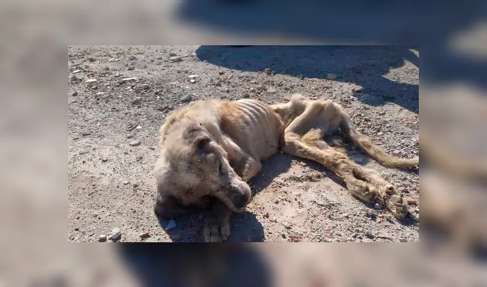 Perro callejero fue rescatado por La organización Huellas Salvadas de Elche en España. Perro callejero fue rescatado por La organización Huellas Salvadas de Elche en España.