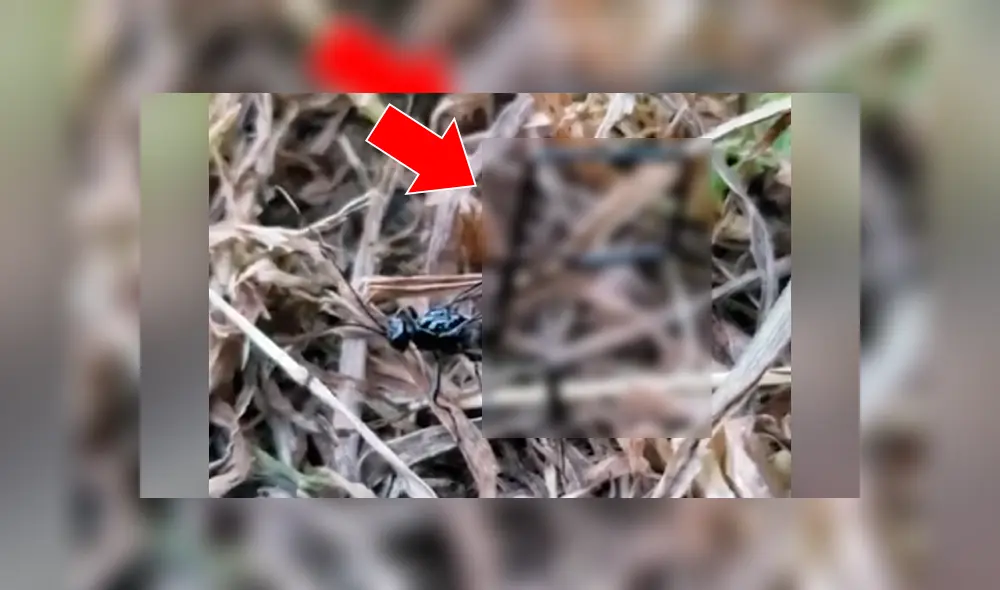 Un turista grabó en un video viral de YouTube el instante en que descubrió el terrorífico aspecto de una misteriosa criatura que caminaba por el pasto en busca de su presa. Un turista grabó en un video viral de YouTube el instante en que descubrió el terrorífico aspecto de una misteriosa criatura que caminaba por el pasto en busca de su presa.