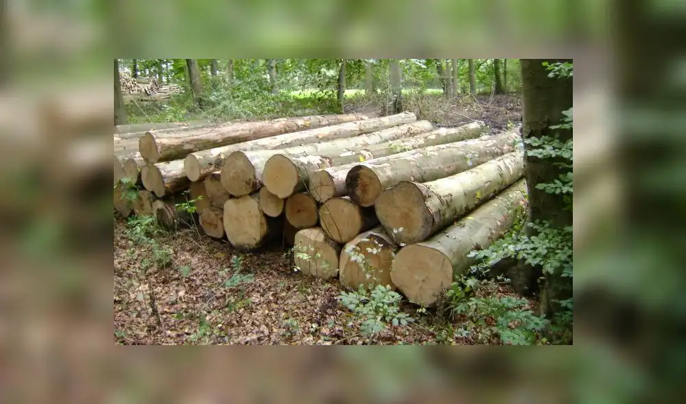 MEF: Sector forestal tiene un potencial de producción de más de US$ 7 mil millones MEF: Sector forestal tiene un potencial de producción de más de US$ 7 mil millones