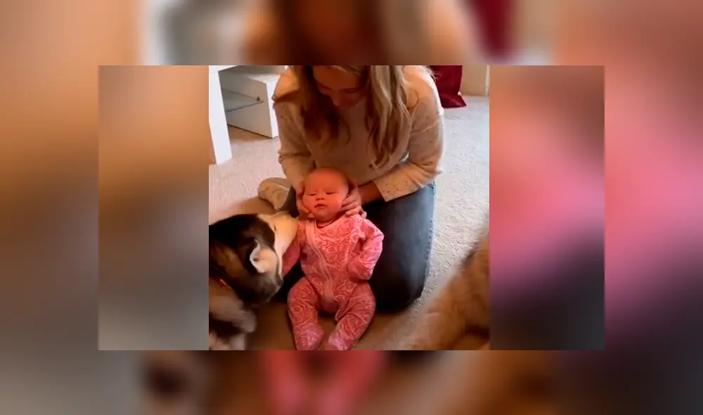 A través de Facebook se hizo viral el tierno momento en que un par de perros conocen a un bebé recién nacido.