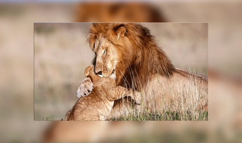 Facebook: francesa sorprende al lograr fotografiar en África a 'Mufasa y Simba’ en la vida real [FOTOS]
