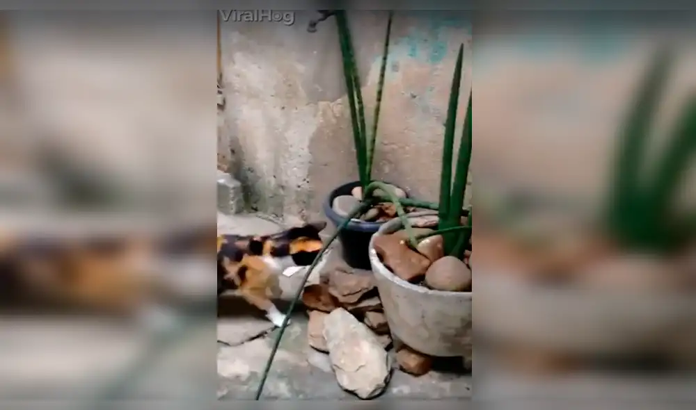 Facebook Viral: Ratón salva su vida de forma peculiar y es tendencia [VIDEO]