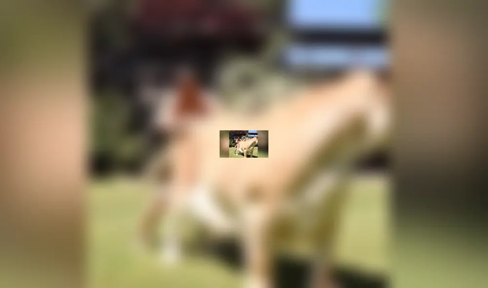 YouTube viral: Tigresa y león tienen cría considerada el felino más grande del mundo [VIDEO]