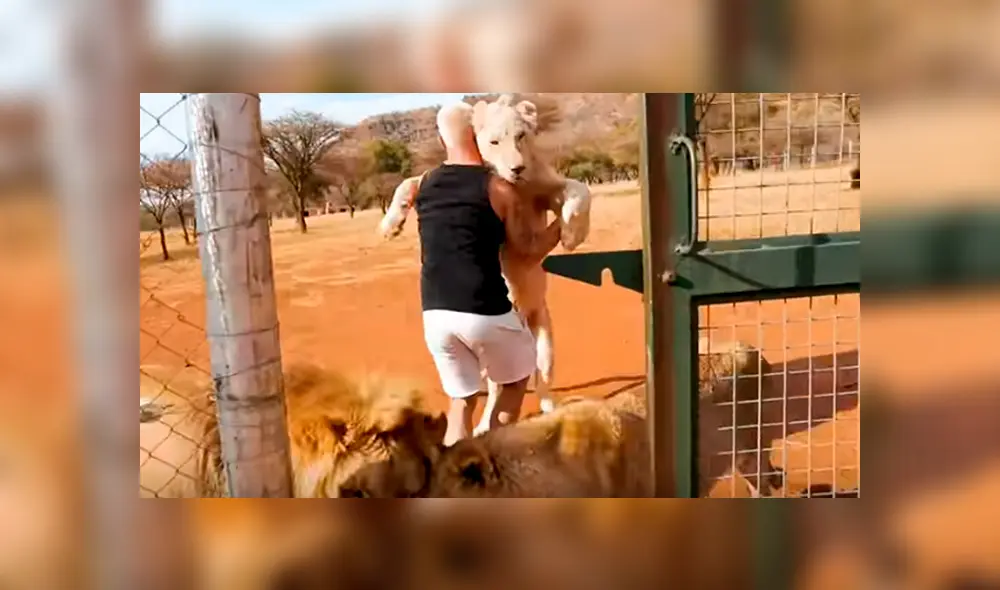 Desliza hacia la izquierda para ver el emotivo reencuentro de la leona y su amo que se volvió viral en YouTube.