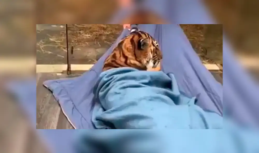 Video viral en Facebook. Cuidador arrastra a tigre dentro de santuario.