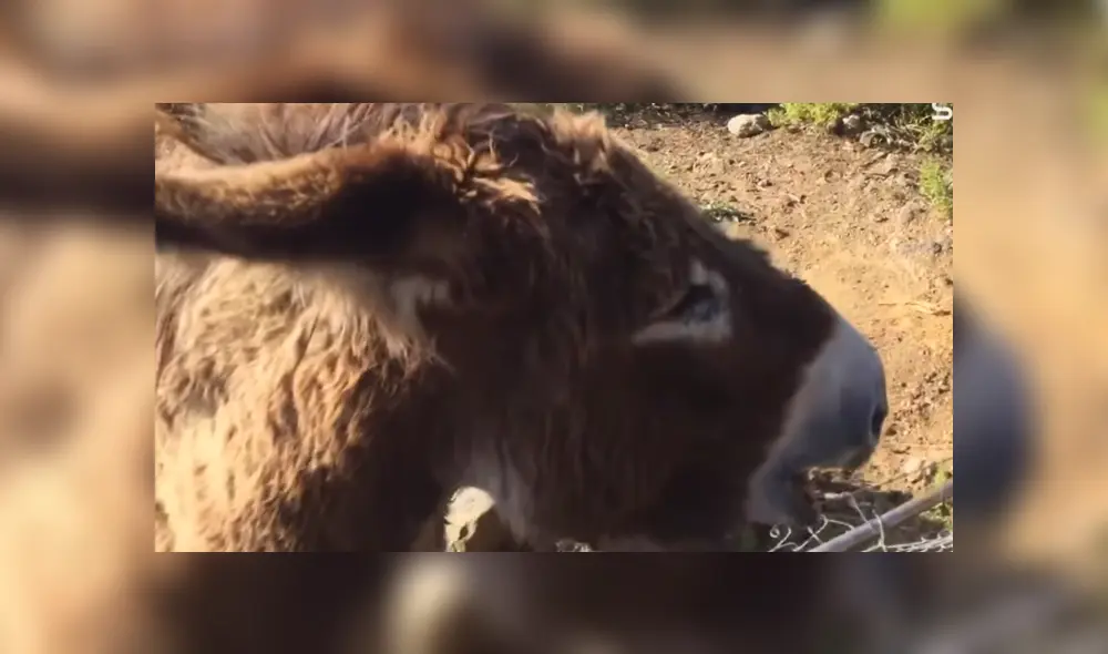 A través de Facebook se hizo viral el tierno reencuentro entre un hombre y su burra tras no verse por más de dos meses. A través de Facebook se hizo viral el tierno reencuentro entre un hombre y su burra tras no verse por más de dos meses.