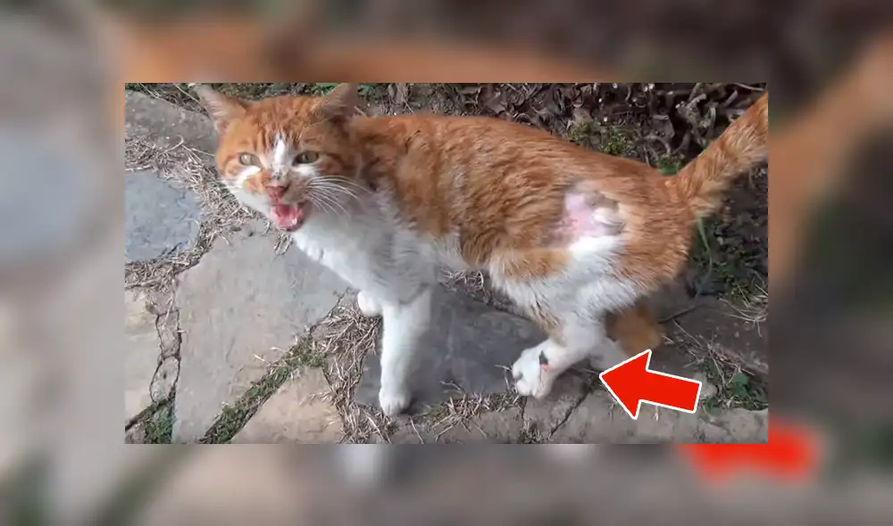 YouTube viral: gato herido ruega a hombre que lo ayude a salvar su vida [VIDEO]