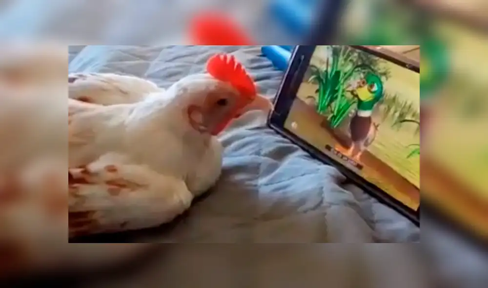 Facebook viral: Ingresa al cuarto de su hijo y lo pilla viendo caricaturas con su gallina [VIDEO]