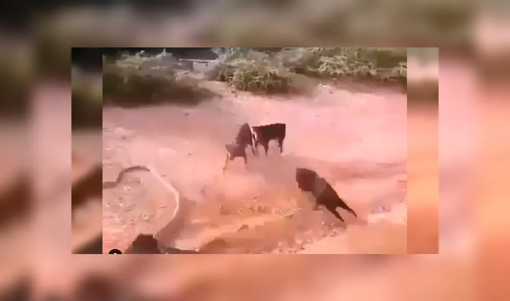 Feroces perros se enfrentan con enorme serpiente que ingresó a casa de su amo. Feroces perros se enfrentan con enorme serpiente que ingresó a casa de su amo.