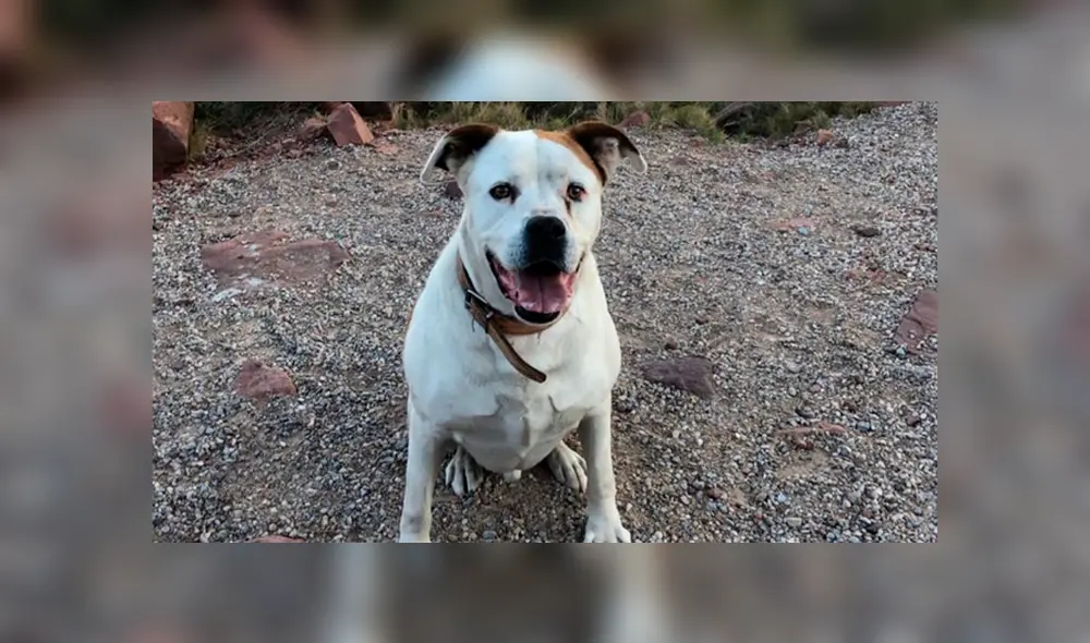 Policía asesinó a disparos a un perro y arrestó al hijo de la dueña que lo había denunciado. Foto: El Diario Policía asesinó a disparos a un perro y arrestó al hijo de la dueña que lo había denunciado. Foto: El Diario