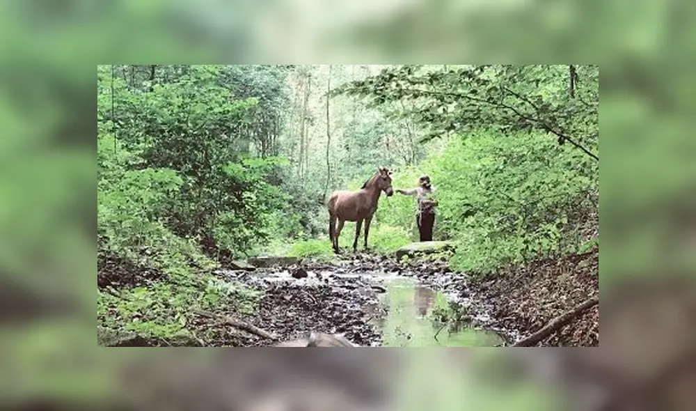 YouTube viral: cebra y yegua tuvieron cría que se volvió el animal más raro del mundoYouTube viral: cebra y yegua tuvieron cría que se volvió el animal más raro del mundo YouTube viral: cebra y yegua tuvieron cría que se volvió el animal más raro del mundoYouTube viral: cebra y yegua tuvieron cría que se volvió el animal más raro del mundo