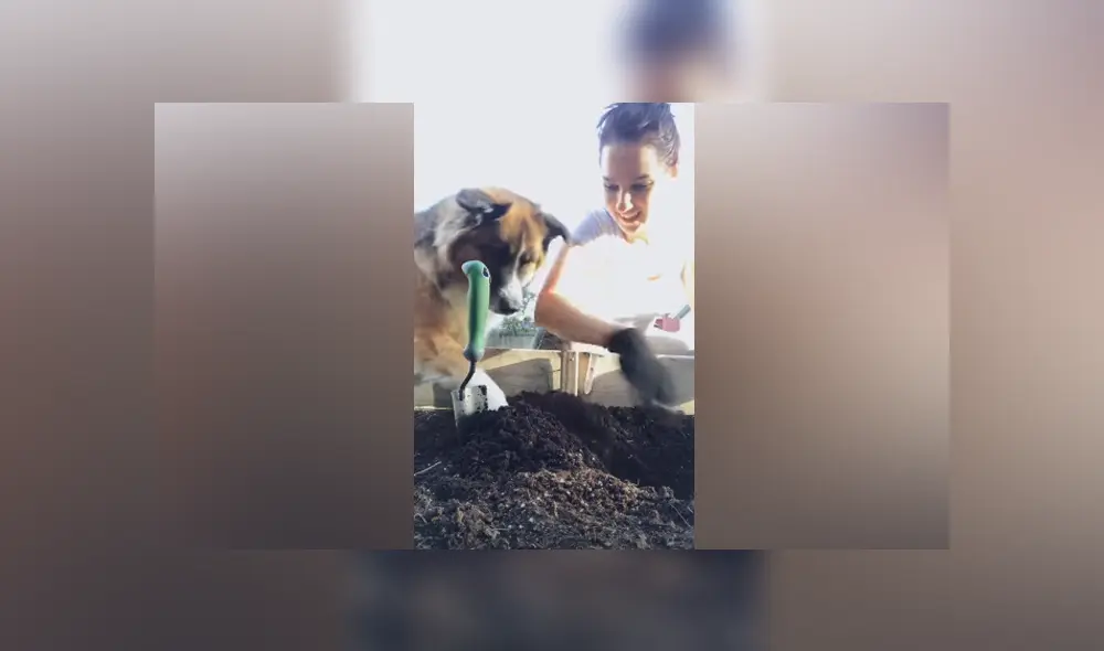 Desliza hacia la izquierda para ver las imágenes del viral de Facebook. Foto: ViralHog.