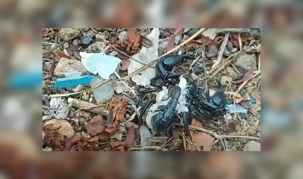 Desliza hacia la izquierda para ver las imágenes del viral de Facebook.