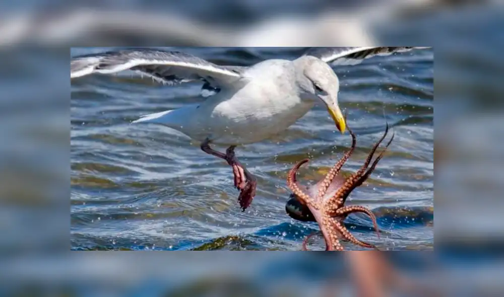 YouTube viral: enorme pulpo usa sus tentáculos para devorar a gaviota y bañista salva la vida del ave [VIDEO]