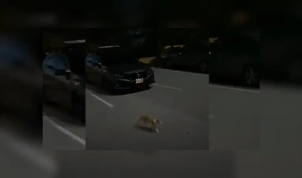 Desliza hacia la izquierda para ver más del video viral. Fotocaptura: YouTube Desliza hacia la izquierda para ver más del video viral. Fotocaptura: YouTube