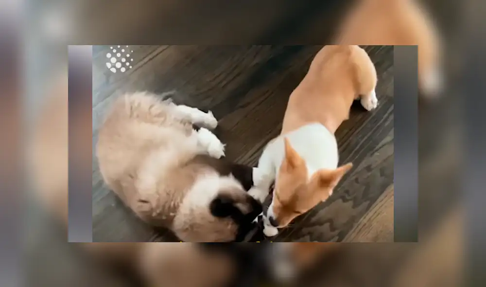 Desliza hacia la izquierda para ver las imágenes del viral de YouTube.