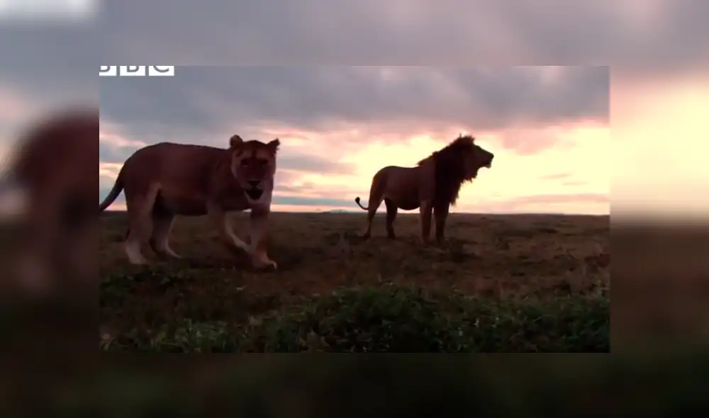 YouTube: Una hiena encontró la muerte al ingresar por error a un campo de leones [VIDEO]