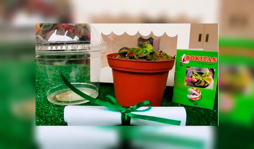 Las plantas carnívoras Bokitas libran los hogares de moscas.