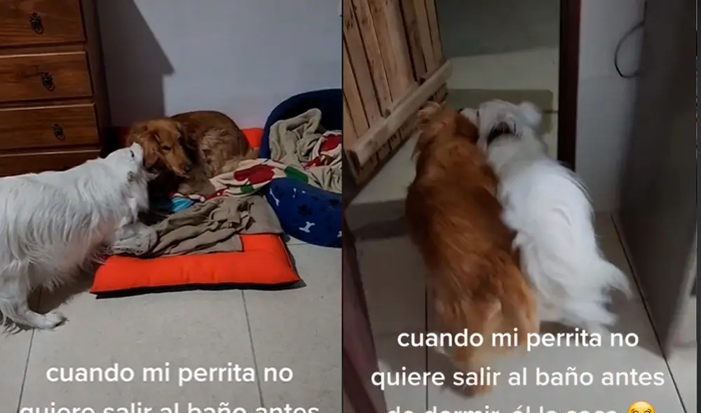 Este video ha conseguido medio millón de reproducciones. Foto: composición LR / TikTok / @fiammalapaz Este video ha conseguido medio millón de reproducciones. Foto: composición LR / TikTok / @fiammalapaz