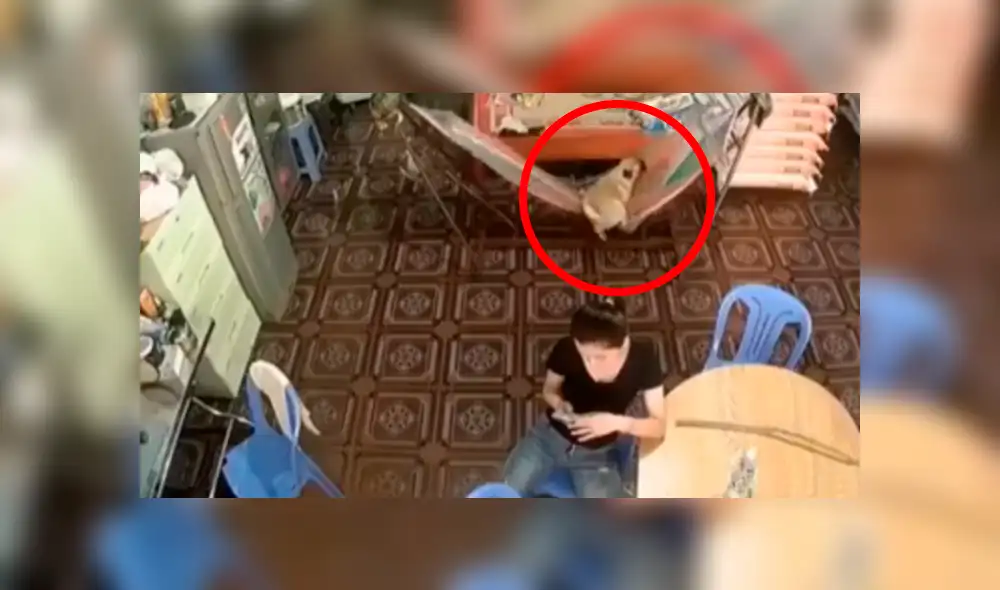 Desliza las imágenes para observar la travesura de un perro que fue registrado por unas cámaras de seguridad. Desliza las imágenes para observar la travesura de un perro que fue registrado por unas cámaras de seguridad.