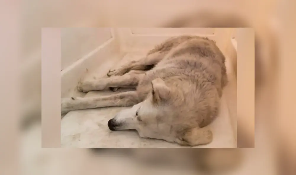 Los perritos que vivían con los policías están en adopción. Los perritos que vivían con los policías están en adopción.