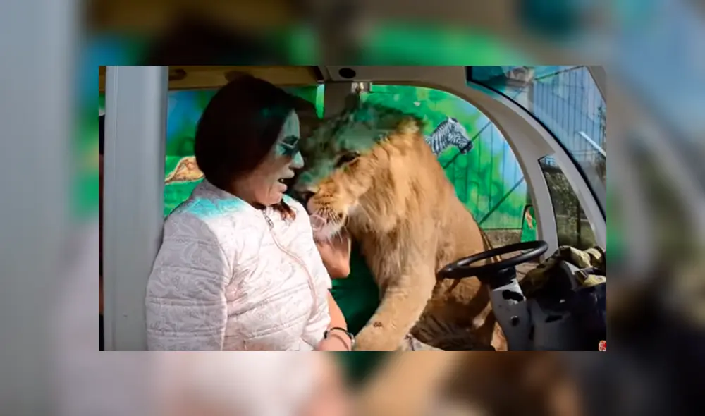 Desliza hacia la izquierda para ver la inesperada bienvenida que le dio un enorme león a una turistas que hacía safari. El video es viral en YouTube. Desliza hacia la izquierda para ver la inesperada bienvenida que le dio un enorme león a una turistas que hacía safari. El video es viral en YouTube.