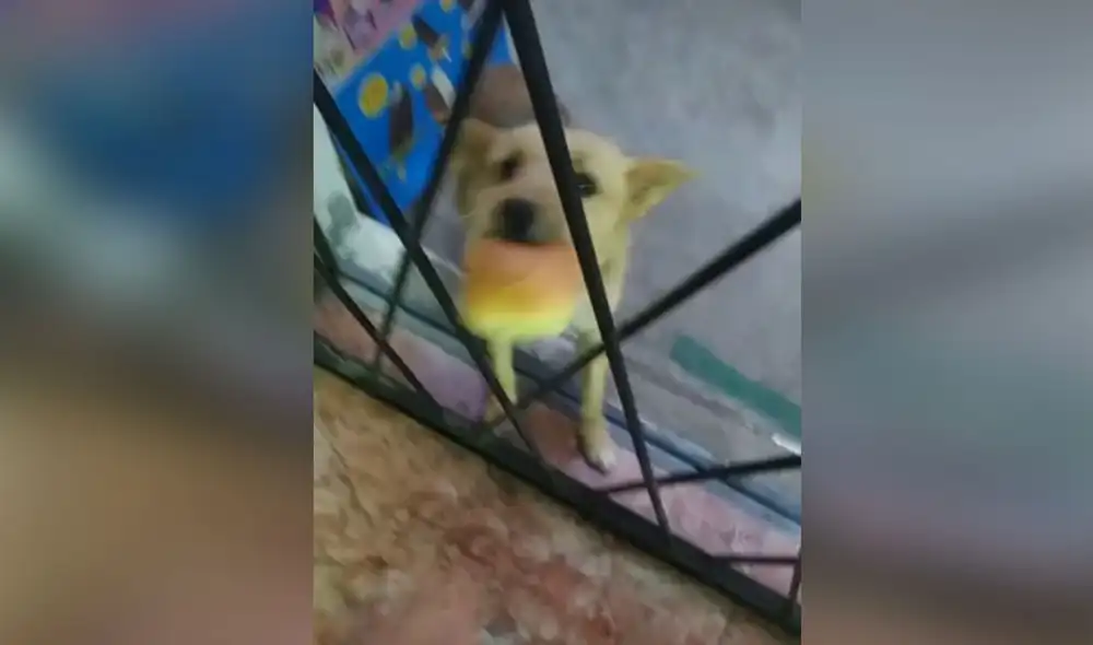 El hambriento can esperó a que la bodega abra para que su dueño le invite un poco de comida. Foto: captura de TikTok