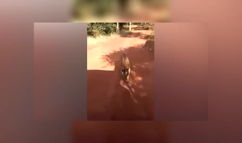 Desliza hacia la izquierda para ver la reacción de un enfurecido tigre que se volvió viral en Facebook.