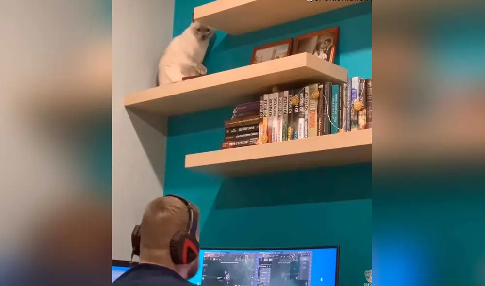 Desliza las imágenes para ver la curiosa escena que protagonizó este gato para llamar la atención de su dueño. Foto: captura de YouTube/Viral Hog