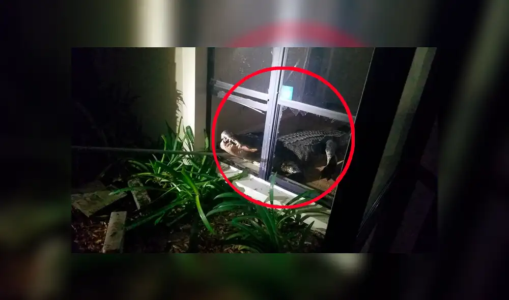 Facebook viral: Furioso cocodrilo ingresa por la ventana de una casa y sorprende a su dueño [VIDEO]