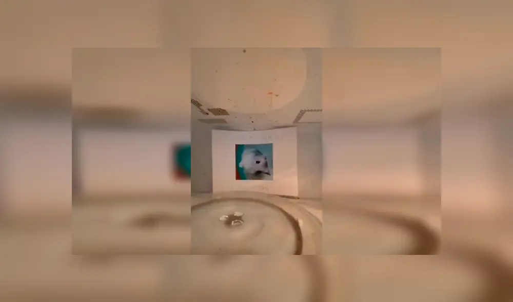 Desliza las imágenes para apreciar el pedido de una joven a su madre para adoptar a un hámster en casa. Fotocaptura: ViralHog. Desliza las imágenes para apreciar el pedido de una joven a su madre para adoptar a un hámster en casa. Fotocaptura: ViralHog.