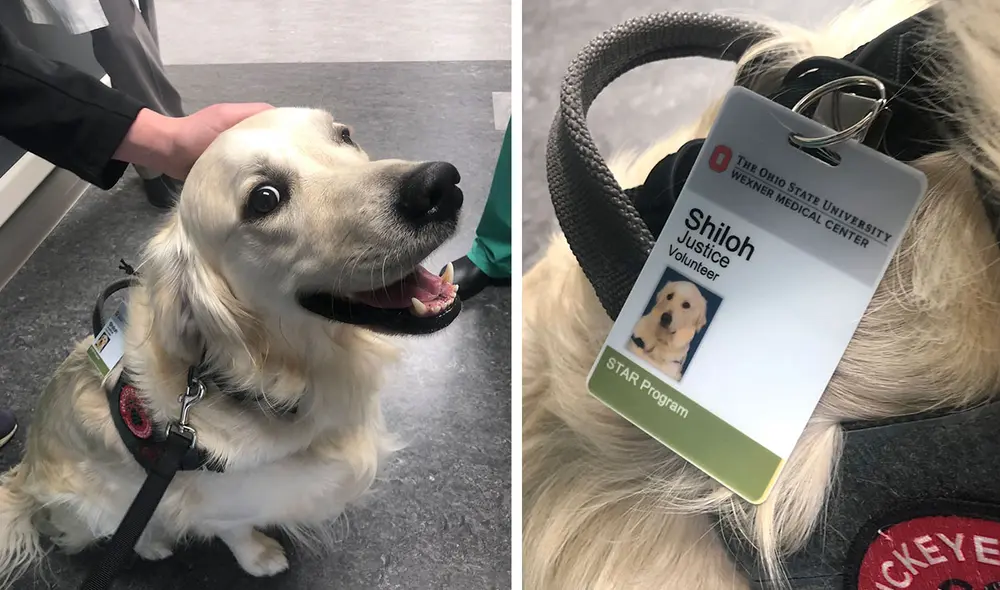Desliza las imágenes para conocer la historia de un perrito que ‘trabaja’ en un centro de salud para alegrar a las personas. Foto: Twitter