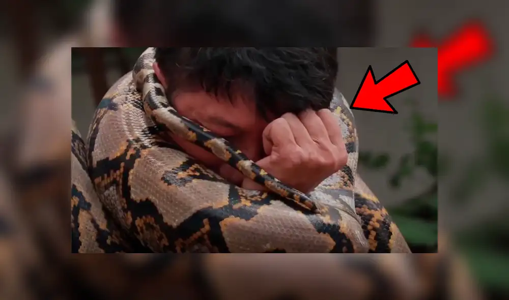 YouTube viral: Bombero es atacado por enorme pitón mientras hacía su show en vivo [VIDEO] 