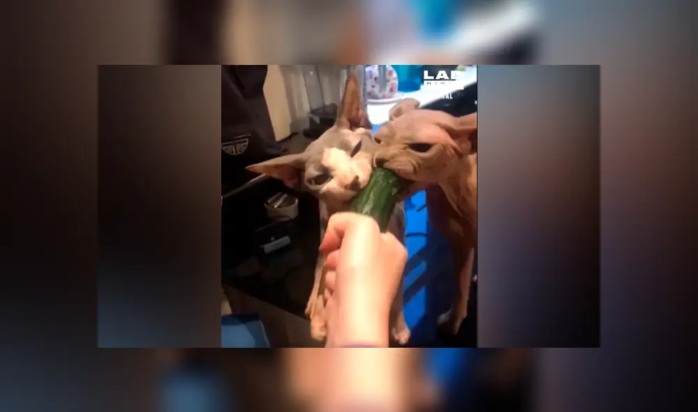 Facebook viral: asusta a sus gatos con pepino, sin imaginar la voraz reacción de los felinos [VIDEO] 