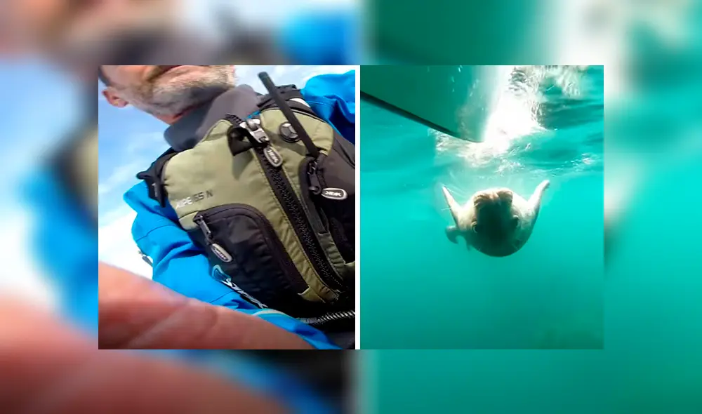 Los animales sorprendieron al hombre, que no se imaginó que era perseguido por un gran grupo. Foto: captura Los animales sorprendieron al hombre, que no se imaginó que era perseguido por un gran grupo. Foto: captura