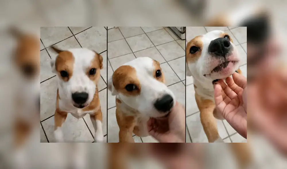 Facebook viral: intenta hacer sonreír a su perro y se lleva terrible susto Facebook viral: intenta hacer sonreír a su perro y se lleva terrible susto