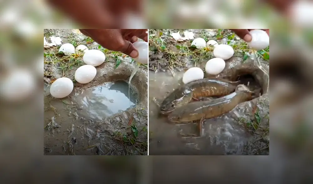 Desliza hacia la izquierda para ver los peces que aparecen en el video viral de Facebook.