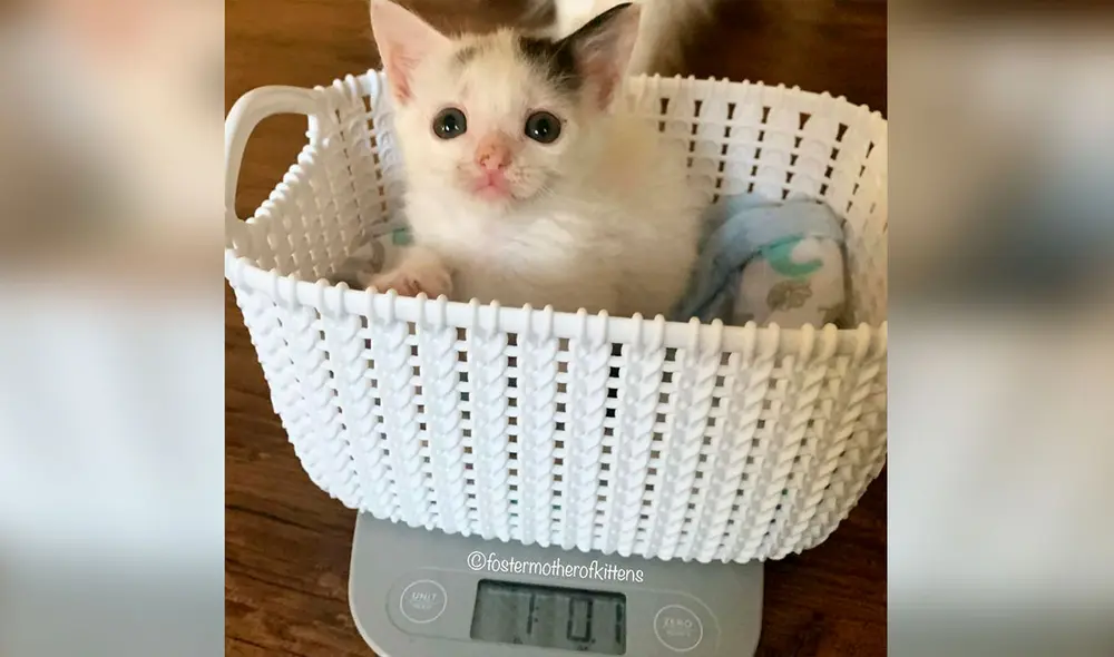 Desliza las imágenes para conocer la historia de una gatita que sobrevivió con la ayuda de una voluntaria de un albergue. Foto: Fostermotherofkittens/Facebook Desliza las imágenes para conocer la historia de una gatita que sobrevivió con la ayuda de una voluntaria de un albergue. Foto: Fostermotherofkittens/Facebook